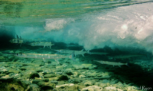 9 Houndfish feeding in the surf by Brad Ryon 